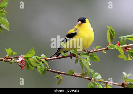 Un mâle Chardonneret jaune Carduelis tristis percher sur branches fleuries au printemps Banque D'Images