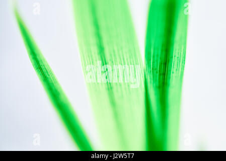 trois vantaux Banque D'Images