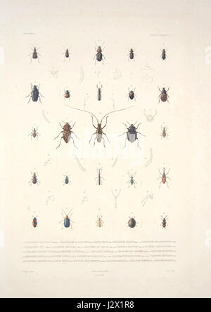 Bonite-insectes-pl02 Banque D'Images