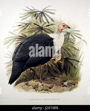 Agelastus meleagrides - Elliot Banque D'Images