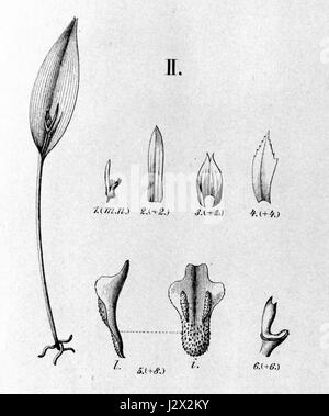 Acianthera miqueliana longisepala (comme Pleurothallis) - découpe de Fl.br.3-4-116-fig II Banque D'Images