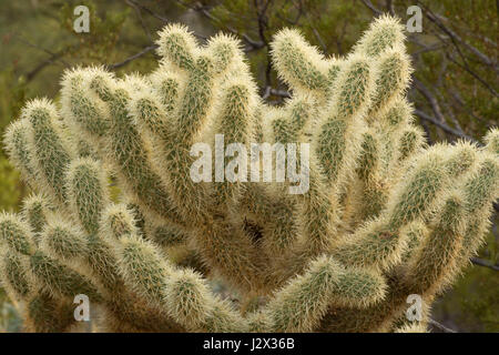 Cholla, Picacho Peak State Park, Arizona Banque D'Images