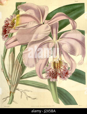 Cattleya mossiae est une espèce d'orchidée illustrée pour la première fois dans le magazine Botanical de Curtis en 1839. Connue pour ses grandes fleurs colorées, elle reste une espèce populaire dans la culture des orchidées. Banque D'Images