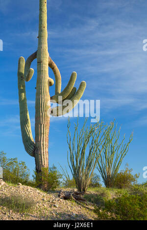 Cabeza Prieta, Saguaro National Wildlife Refuge, en Arizona Banque D'Images