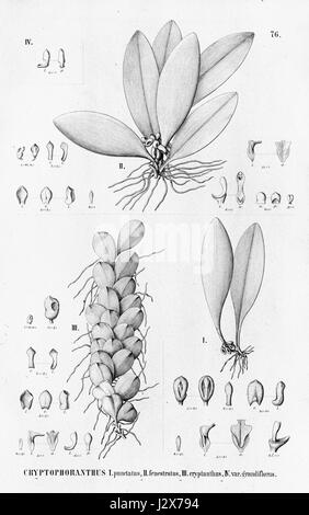 - Punctatiflora Acianthera fenestrata - cryptantha (comme Cryptophoranthus punctatus - fenestratus - cryptanthus) - Flora Brasiliensis 3-4-76 Banque D'Images