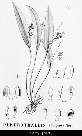 Acianthera auriculata (comme compressiflora Pleurothallis) - découpe de Flora Brasiliensis 3-4-89 fig I Banque D'Images