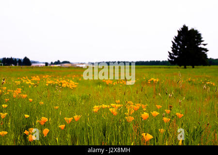 Bright orange flowers of the field of light green grass on a meadow with the silhouette of a large tree, forests strip and buildings on the horizon Banque D'Images