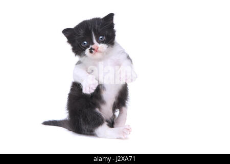 Bébé adorable chaton Style Tuxedo sur fond blanc Banque D'Images