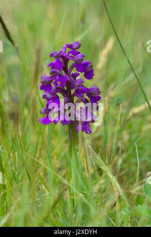 Green-winged orchid (Anacamptis morio) dans le Hampshire, au Royaume-Uni Banque D'Images