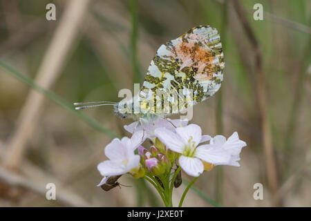 Orange mâle-tip (Anthocharis cardamines papillon de nectar sur cuckooflower) (également connu sous le nom de Lady's smock, Cardamine pratensis) Banque D'Images