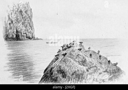 Anous stolidus galapagensis est une sous-espèce du Noddy brun, un oiseau de mer trouvé principalement dans les îles GalÃ¡pagos. L'illustration de 1899 représente cette espèce, connue pour son aspect distinctif et son habitat dans les îles. Banque D'Images