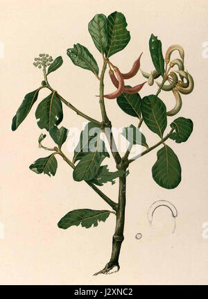 Aegiceras corniculatum Blanco1 38 cropped Banque D'Images