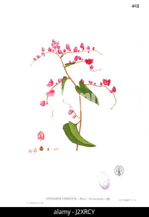 Antigonon cordatum Blanco2.462 Banque D'Images