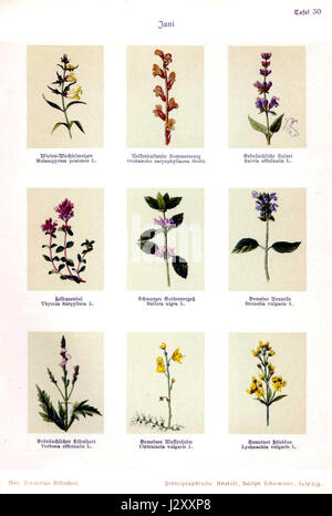 *Botanisches Bilderbuch 30* de Bley est un livre d'images botaniques qui présente diverses espèces végétales. Les illustrations sont un élément essentiel des études botaniques, mettant en évidence la diversité et les caractéristiques des plantes dans leurs habitats naturels. Banque D'Images