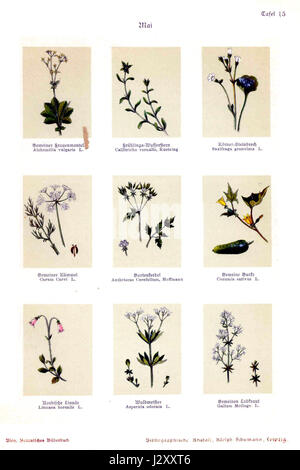 'Botanisches Bilderbuch' est un livre d'images botaniques de Bley, illustrant diverses espèces végétales. Le livre offre des illustrations botaniques détaillées, mettant en valeur la beauté et la diversité de la vie végétale. Banque D'Images
