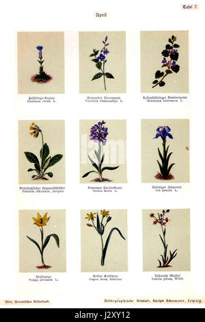 Cette image fait référence à 'Bley, Botanisches Bilderbuch 07', une illustration tirée d'un livre d'images botaniques, mettant en valeur les plantes et la nature à travers des dessins détaillés. Banque D'Images