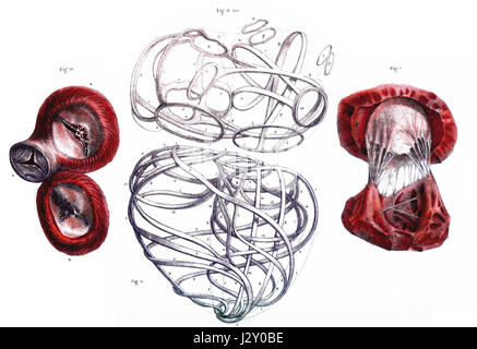 'Angiologie' de Bourgery est un travail complet sur les vaisseaux sanguins humains, contribuant à l'étude de l'anatomie et de la physiologie. Le livre est connu pour ses illustrations détaillées des structures vasculaires, aidant à l'éducation médicale. Banque D'Images