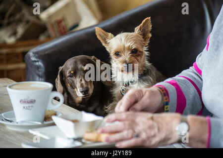 Deux petits chiens regardant leur propriétaire de manger des aliments animaux domestiques en regardant attentivement l'intention de concentrer l'espoir d'espoir faim Concentration Banque D'Images