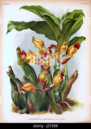 Acanthephippium mantinianum - Lindenia - planche 536 Banque D'Images