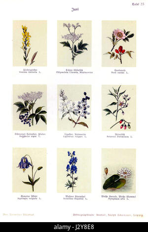 'Botanisches Bilderbuch' de Bley est un livre d'illustration botanique, mettant l'accent sur diverses espèces végétales, mettant en valeur des images détaillées de la flore de différentes régions. Banque D'Images