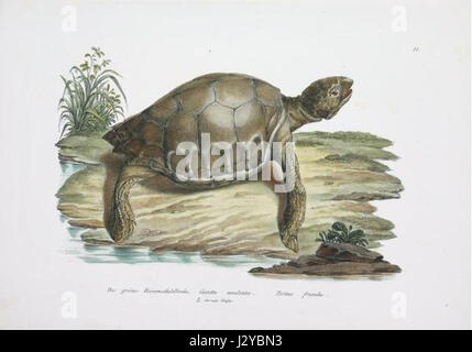 Caretta esculenta, également connue sous le nom de tortue caouanne, est une espèce identifiée par Schinz. Il est réputé pour sa grande tête et son bec fort, vivant dans les eaux océaniques tempérées et tropicales. Banque D'Images