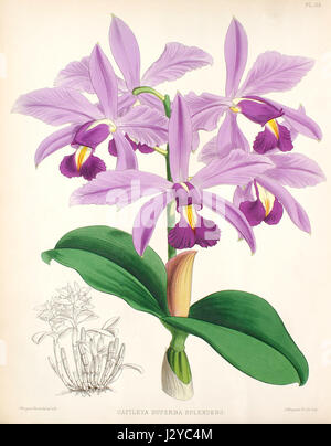 Cattleya violacea est une espèce d'orchidée originaire d'Amérique du Sud. Connue pour ses fleurs violettes et violettes vibrantes, c'est une plante ornementale populaire dans le jardinage et la floriculture. Banque D'Images
