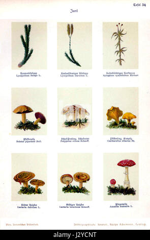 Bleyâ€™s 'Botanisches Bilderbuch 34' est un livre botanique illustré, présentant une variété d'espèces végétales à travers des gravures détaillées. Le livre est une ressource importante pour les études botaniques, mettant en évidence la diversité de la vie végétale et offrant l'identification visuelle de diverses espèces. Banque D'Images