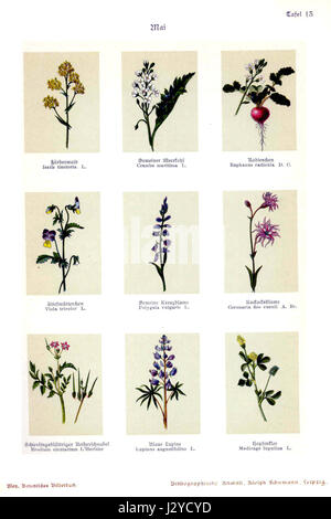 'Botanisches Bilderbuch' est un livre botanique de Bley, présentant diverses espèces végétales à travers des illustrations détaillées. Ce volume, le 13ème de la série, continue d’explorer la diversité et la beauté de la vie végétale. Banque D'Images