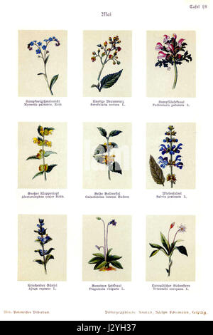 'Bley, Botanisches Bilderbuch 18' fait référence à un livre d'images botanique créé par Bley. Ce volume contient des illustrations botaniques détaillées, capturant diverses espèces végétales et leurs caractéristiques. Banque D'Images