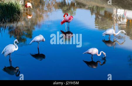 Oiseaux flamants sur blue lagoon, las terrazas, Cuba, Caraïbes Banque D'Images