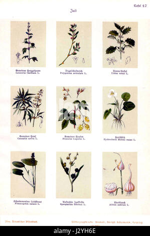 'Bley, Botanisches Bilderbuch 42' est un livre d'illustration botanique, présentant des représentations détaillées des plantes et de leurs espèces, mettant en évidence l'approche scientifique de la botanique au XIXe siècle. Banque D'Images