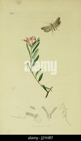 Ce titre fait référence à une plaque spécifique du 6e volume d'une série britannique d'entomologie. Il représente probablement une illustration détaillée d'une espèce d'insecte, mettant en valeur la biodiversité et la classification des insectes au XIXe siècle. Banque D'Images