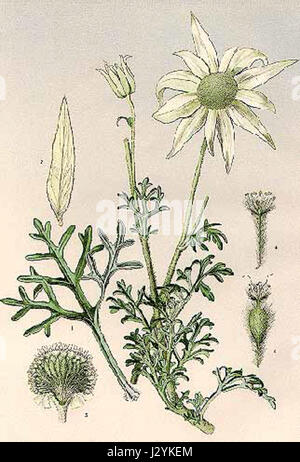 Actinotus helianthi, communément appelé la fleur de flanelle, est une espèce originaire d'Australie, reconnue pour ses fleurs blanches ou roses distinctes, souvent observées dans les jardins et les paysages indigènes. Banque D'Images