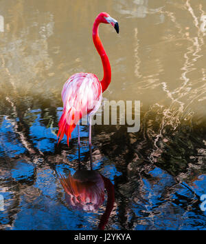 Flamingo bird sur blue lagoon, las terrazas, Cuba, Caraïbes Banque D'Images