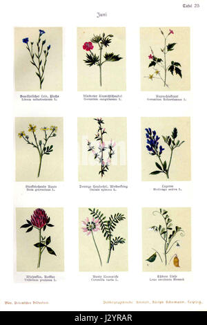 Botanisches Bilderbuch 25 fait référence à un livre botanique illustré, qui se concentre probablement sur les espèces végétales, leur classification et leur beauté. Il fait partie d'une série d'œuvres botaniques. Banque D'Images