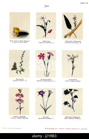 *Botanisches Bilderbuch* de Bley est un livre botanique qui présente probablement des illustrations et des descriptions de diverses espèces végétales. Le volume 24 fait partie d’une série dédiée à la vie végétale et à la botanique. Banque D'Images