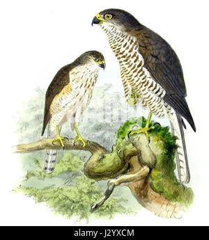 Accipiter brevipes commode Banque D'Images