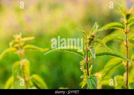 La brindille des plantes sauvages ou d'Ortie l'ortie ou Urtica dioica en été Printemps Domaine au coucher du soleil lever du soleil. Close Up, détail, à fond vert, Cop Banque D'Images