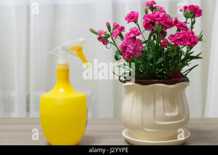 Red Carnation dans un pot et d'un pulvérisateur Banque D'Images