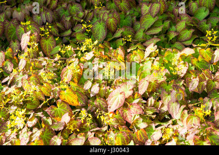 L'épimède (Epimedium) est la plus nombreuse famille d'espèces de plantes de la famille des rhizomes, contenant environ 55 espèces croissant principalement en Europe, clim Banque D'Images