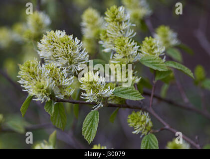 Fothergilla major grande sorcière en fleurs fleur d'aulne aulne sorcière montagne fleurs close up Banque D'Images