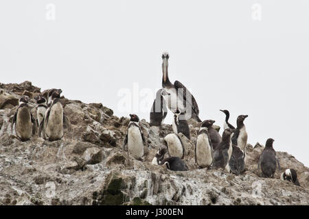 Des pélicans et des pinguins sur les rochers. Lieu idéal pour voir beaucoup d'oiseaux, lions de mer et autres mammifères sur les îles rocheuses. Au cours d'une excursion en bateau sur un r Banque D'Images