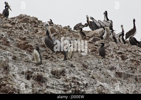 Des pélicans et des pinguins sur les rochers. Lieu idéal pour voir beaucoup d'oiseaux, lions de mer et autres mammifères sur les îles rocheuses. Au cours d'une excursion en bateau sur un r Banque D'Images