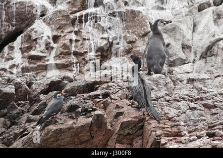 Des pélicans et des pinguins sur les rochers. Lieu idéal pour voir beaucoup d'oiseaux, lions de mer et autres mammifères sur les îles rocheuses. Au cours d'une excursion en bateau sur un r Banque D'Images