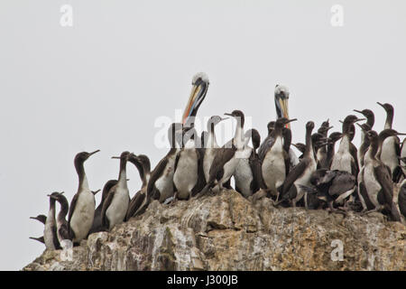 Pélicans et pinguins assis sur la roche. Lieu idéal pour voir beaucoup d'oiseaux, lions de mer et autres mammifères sur les îles rocheuses. Pendant un voyage en bateau Banque D'Images