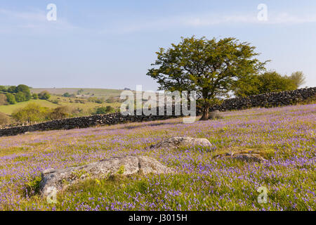 Vue imprenable de tree, rempli de jacinthes à Emsworthy mire sur le parc national du Dartmoor dans le Devon, UK lors d'une journée ensoleillée avec ciel bleu. Banque D'Images