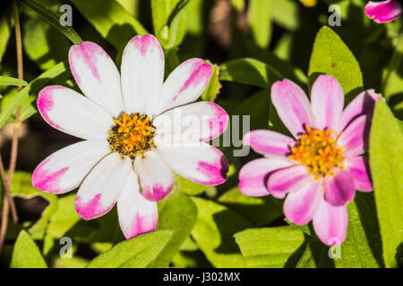 Gros plan macro de blanc et rose fleurs daisy dans jardin coloré Banque D'Images