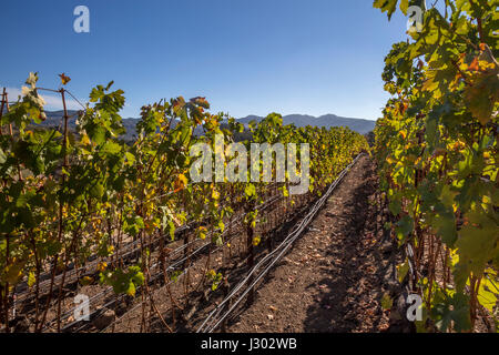 Cabernet sauvignon, raisin vigne, Coombsville zone viticole, Napa, Napa Valley, Californie Banque D'Images