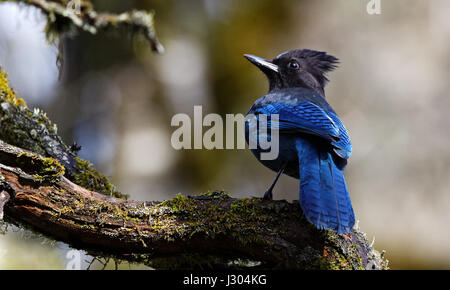 Stellers Jay - British Columbia's Oiseau officiel Banque D'Images