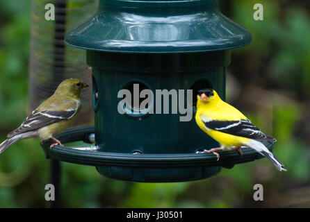 Deux Américains jaune chardonneret perché sur une mangeoire pour oiseaux Banque D'Images